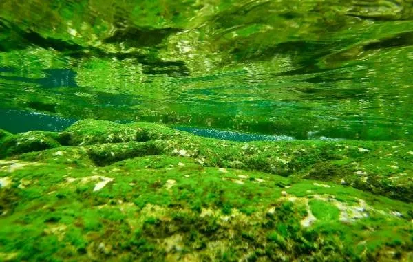 Водорості в акваріумі
