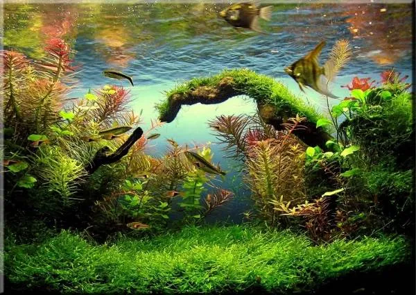 Водорості в акваріумі