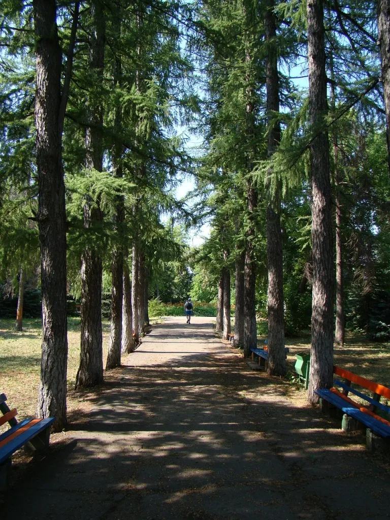 Вирощування хвойних дерев - сосни або їли (дерев) Вирощування хвойних дерев - сосни або їли