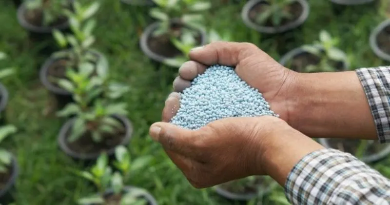 Позакореневе підживлення помідорів добрива, кальцієвої, сечовиною, кислотою, борної, розсади, томатів (підгодівля) Позакореневе підживлення помідорів добрива, кальцієвої, сечовиною, кислотою, борної, розсади, томатів