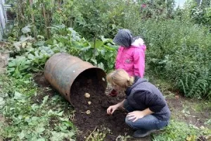 Всі нові способи посадки і вирощування картоплі, для (незвичайні способи посадки картоплі) Всі нові способи посадки і вирощування картоплі, для