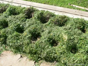 Всі нові способи посадки і вирощування картоплі, для (картоплі) Всі нові способи посадки і вирощування картоплі, для