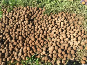 Всі нові способи посадки і вирощування картоплі, для (нові способи вирощування картоплі) Всі нові способи посадки і вирощування картоплі, для