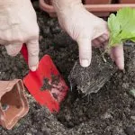 Хризантеми посадка і догляд у відкритому грунті, коли садити (грунті) Хризантеми посадка і догляд у відкритому грунті, коли садити