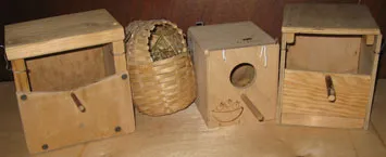 японські амадини