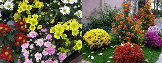 Хризантеми посадка і догляд у відкритому грунті, коли садити (грунті) Хризантеми посадка і догляд у відкритому грунті, коли садити
