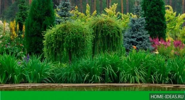 Хвойні рослини для саду фото і назви (хвойні) Хвойні рослини для саду фото і назви