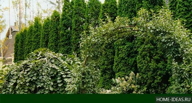 Хвойні рослини для саду фото і назви (хвойні) Хвойні рослини для саду фото і назви