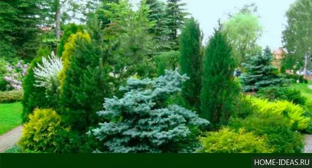 Хвойні рослини для саду фото і назви (рослини) Хвойні рослини для саду фото і назви