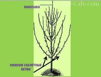 Жива »альтанка зі стовбурів дерев як виростити каркас альтанки (виростити) Жива »альтанка зі стовбурів дерев як виростити каркас альтанки