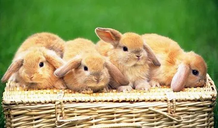 Заробіток в селі розведення кроликів, ідеї малого бізнесу (ідея малого бізнесу) Заробіток в селі розведення кроликів, ідеї малого бізнесу