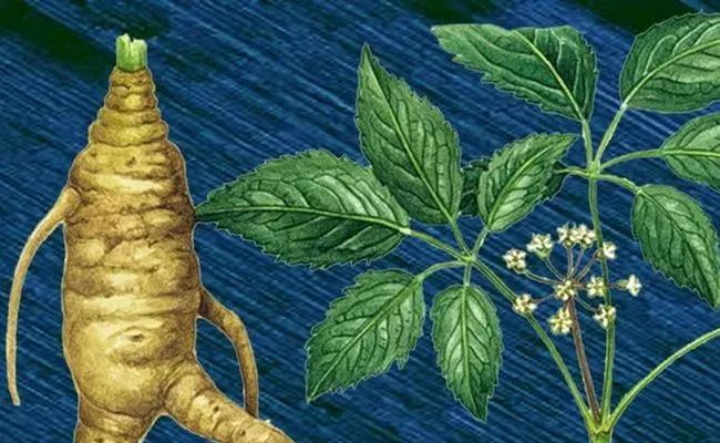 Женьшень для чоловіків корінь, вітаміни (корисні властивості, інструкція із застосування) (чоловіків) Женьшень для чоловіків корінь, вітаміни (корисні властивості, інструкція із застосування)