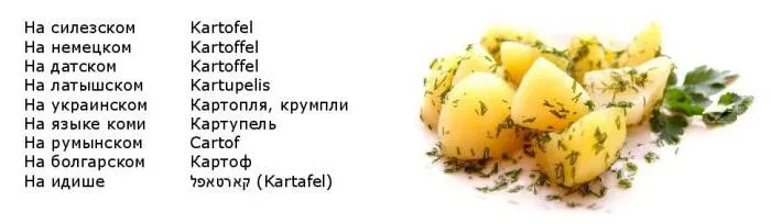 Земляне яблуко що це таке