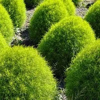 10 Способів посіву насіння моркви
