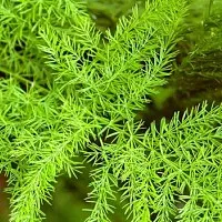 10 Способів посіву насіння моркви