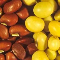 10 Способів посіву насіння моркви