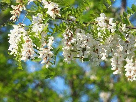 10 Рецептів весняного варення (сироп цукру води) 10 Рецептів весняного варення