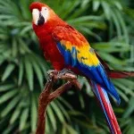 20 Цікавих фактів про сов