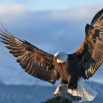 20 Цікавих фактів про сов