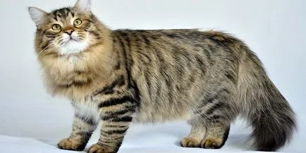 3 Кращих кошти від кліщів і бліх для котів