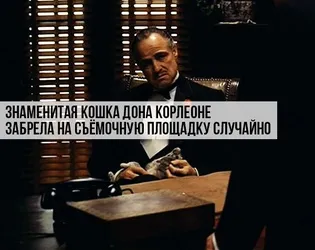 9 Самих частих помилок власників котиків, котики і няшки (тварини) 9 Самих частих помилок власників котиків, котики і няшки