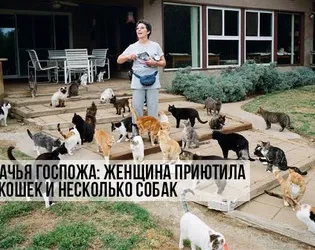 9 Самих частих помилок власників котиків, котики і няшки (котики) 9 Самих частих помилок власників котиків, котики і няшки