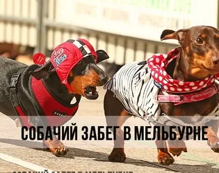 9 Самих частих помилок власників котиків, котики і няшки (тварини) 9 Самих частих помилок власників котиків, котики і няшки