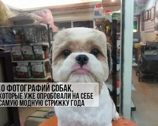 9 Самих частих помилок власників котиків, котики і няшки (тварини) 9 Самих частих помилок власників котиків, котики і няшки
