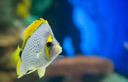 Акваріумні рибки для початківців яких вибрати (акваріумні) Акваріумні рибки для початківців яких вибрати