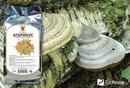 Агарікус для схуднення рецепти, протипоказання, відгуки (губку стали використовувати) Агарікус для схуднення рецепти, протипоказання, відгуки