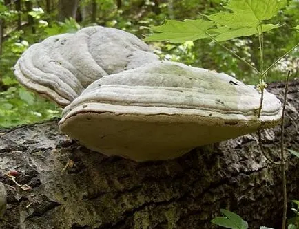 Агарікус рецепти при різних захворюваннях (агарікус) Агарікус рецепти при різних захворюваннях