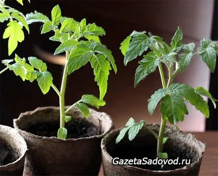 6 Правил здорової і міцної розсади томатів (першого справжнього листка) 6 Правил здорової і міцної розсади томатів