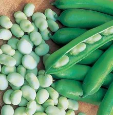 Алергія на сою і бобові продукти перехресні реакції і варіанти заміни
