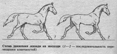 Алюр коней