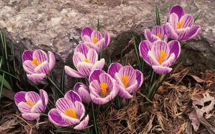 Альпійська гірка своїми руками з ялівцю і туй! (Гірка) Альпійська гірка своїми руками з ялівцю і туй!
