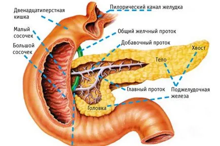 Анатомія підшлункової залози людини фото, де знаходиться підшлункова залоза в організмі людини (підшлункової) Анатомія підшлункової залози людини фото, де знаходиться підшлункова залоза в організмі людини