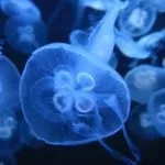 Що робити при укусі медузи, наслідки, перша допомога та лікування мазями, симптоми з фото (перша) Що робити при укусі медузи, наслідки, перша допомога та лікування мазями, симптоми з фото