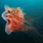 Що робити при укусі медузи, наслідки, перша допомога та лікування мазями, симптоми з фото (перша допомога) Що робити при укусі медузи, наслідки, перша допомога та лікування мазями, симптоми з фото