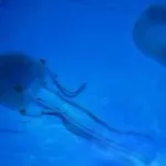 Що робити при укусі медузи, наслідки, перша допомога та лікування мазями, симптоми з фото (лікування) Що робити при укусі медузи, наслідки, перша допомога та лікування мазями, симптоми з фото