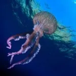Що робити при укусі медузи, наслідки, перша допомога та лікування мазями, симптоми з фото (лікування) Що робити при укусі медузи, наслідки, перша допомога та лікування мазями, симптоми з фото