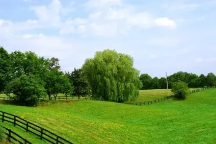 Що потрібно знати при купівлі земельної ділянки (знати) Що потрібно знати при купівлі земельної ділянки