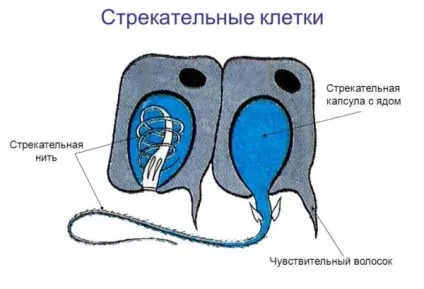Що робити при укусі медузи, наслідки, перша допомога та лікування мазями, симптоми з фото (лікування) Що робити при укусі медузи, наслідки, перша допомога та лікування мазями, симптоми з фото