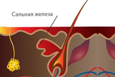 Апокріновие, спітнілі, сальні залози формування (апокріновие) Апокріновие, спітнілі, сальні залози формування