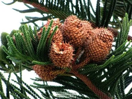 Араукарія фото і види, розмноження і догляд в домашніх умовах