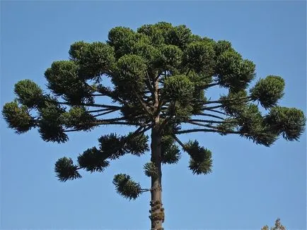 Араукарія фото і види, розмноження і догляд в домашніх умовах
