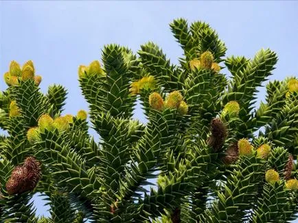 Араукарія фото і види, розмноження і догляд в домашніх умовах