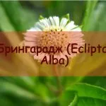 Бекмес корисні властивості і історія солодкого сиропу (пекмес) Бекмес корисні властивості і історія солодкого сиропу