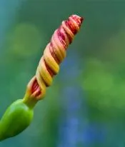 Беламканда китайська вирощування і догляд (догляд за беламкандой) Беламканда китайська вирощування і догляд