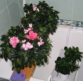 Азалія пересадка