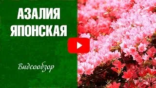 Азалія садові вирощування і догляд, фото, види (садові) Азалія садові вирощування і догляд, фото, види
